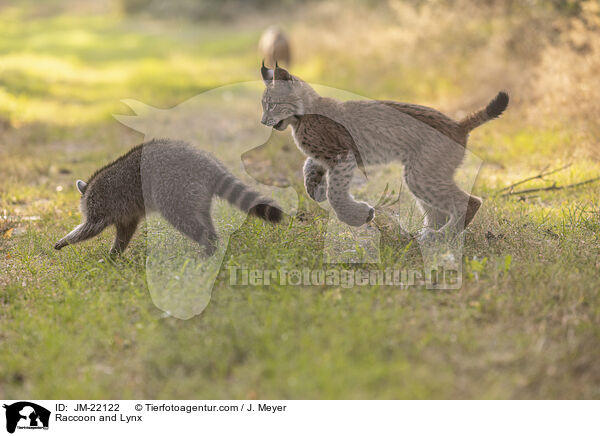 Waschbr und Luchs / Raccoon and Lynx / JM-22122