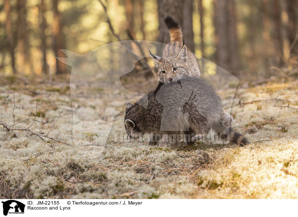 Waschbr und Luchs / Raccoon and Lynx / JM-22155