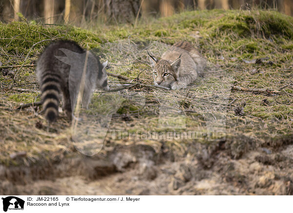 Waschbr und Luchs / Raccoon and Lynx / JM-22165