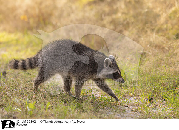 Raccoon / JM-22302