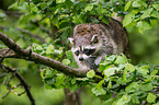 northern raccoon