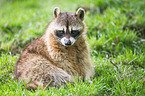 northern raccoon