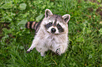 northern raccoon