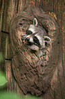 northern raccoon