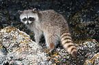 northern raccoon