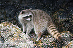 northern raccoon