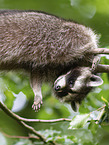 Raccoon on branch