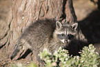 northern raccoon