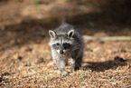 northern raccoon