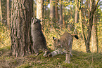 Raccoon and Lynx