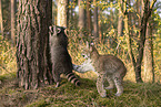 Raccoon and Lynx