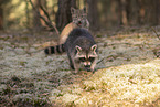 Raccoon and Lynx