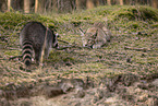 Raccoon and Lynx