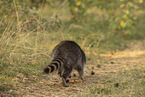 Raccoon