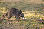 Raccoon