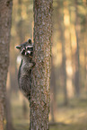 Raccoon