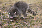 Raccoon