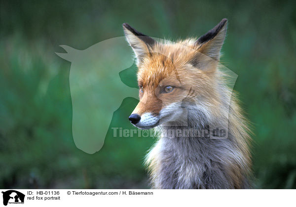 Rotfuchs Portrait / red fox portrait / HB-01136