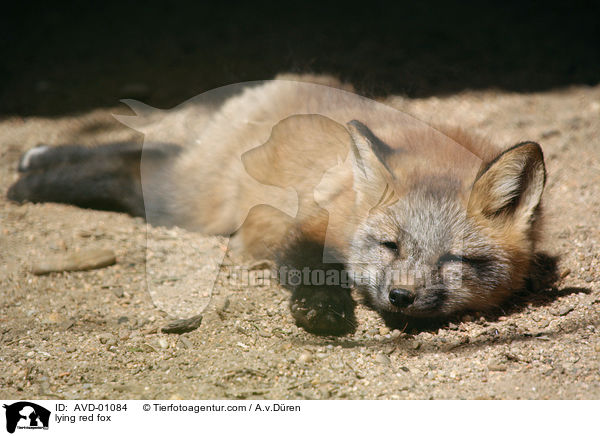 lying red fox / AVD-01084