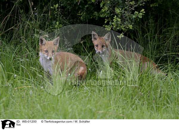 Zwei Fchse an einer Hecke sitzend / fox / WS-01200
