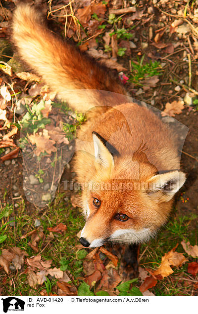 Rotfuchs / red Fox / AVD-01420