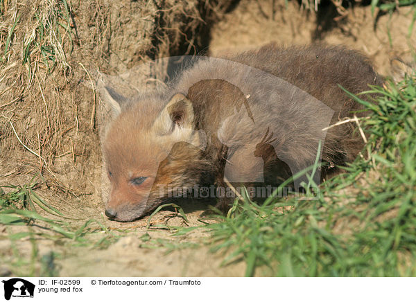 junger Rotfuchs / young red fox / IF-02599