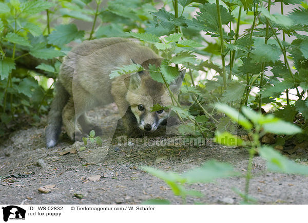 Rotfuchswelpe / red fox puppy / WS-02832