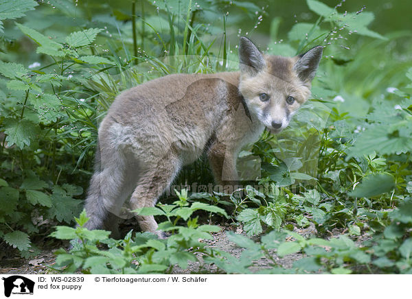 Rotfuchswelpe / red fox puppy / WS-02839