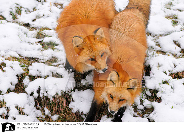 Rotfuchs im Schnee / red fox in snow / DMS-01117