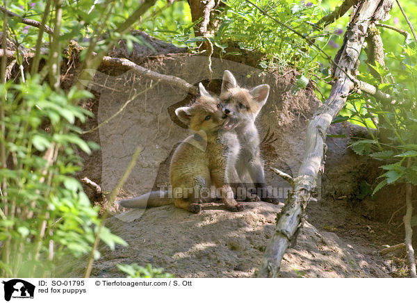 Rotfuchswelpen / red fox puppys / SO-01795