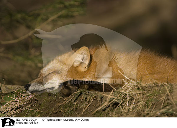 schlafender Rotfuchs / sleeping red fox / AVD-02034