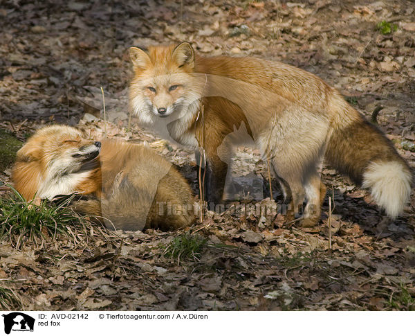 Rotfuchs / red fox / AVD-02142