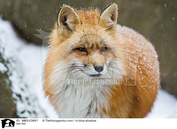 Rotfuchs / red fox / MBS-03661