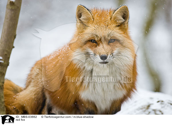 red fox / MBS-03662