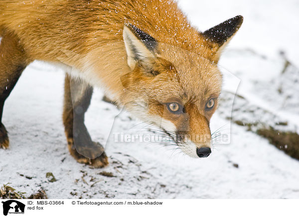 Rotfuchs / red fox / MBS-03664
