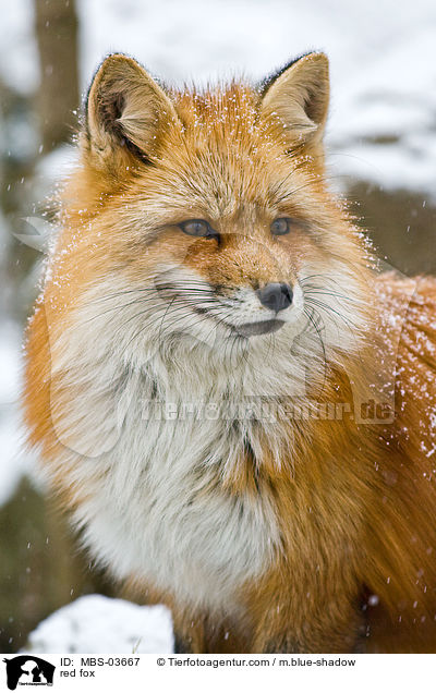 Rotfuchs / red fox / MBS-03667