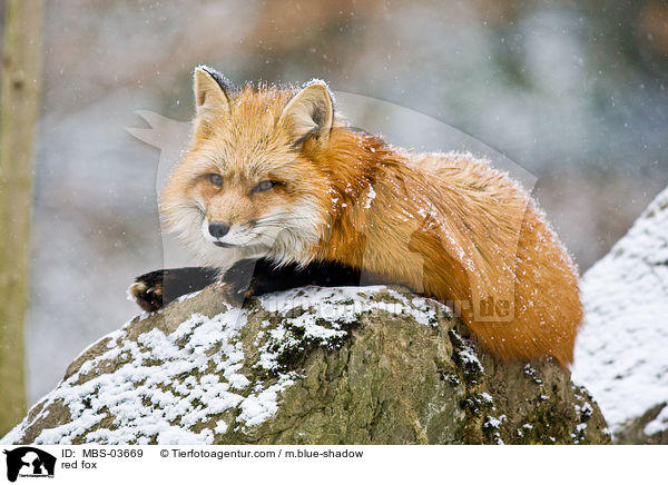 Rotfuchs / red fox / MBS-03669