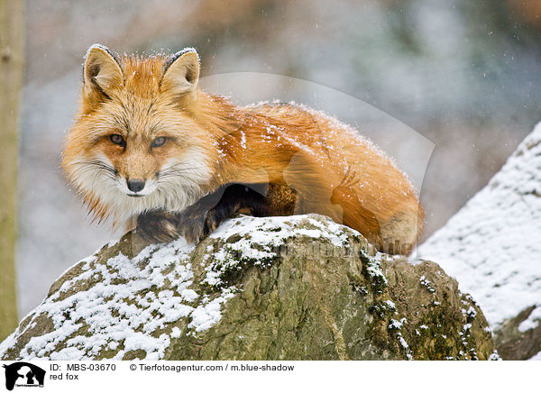 Rotfuchs / red fox / MBS-03670