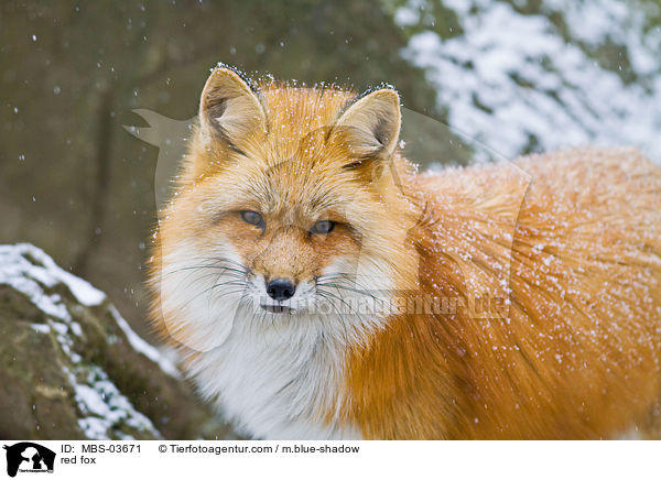 Rotfuchs / red fox / MBS-03671