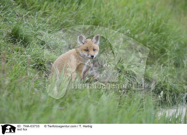 Rotfuchs / red fox / THA-03733