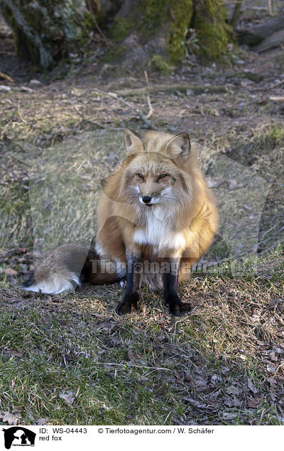 Rotfuchs / red fox / WS-04443