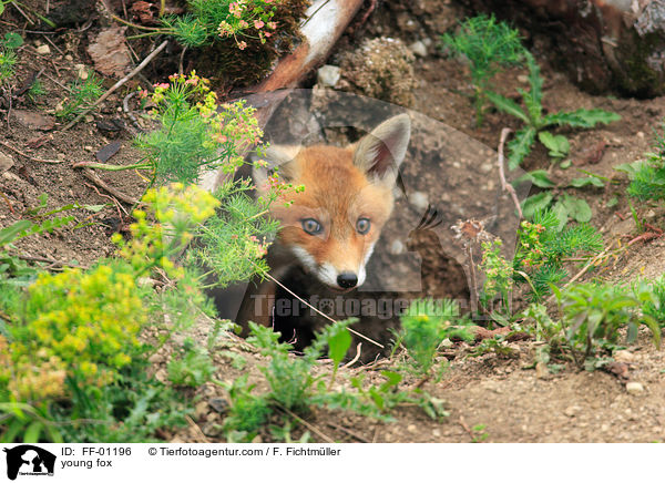 junger Fuchs / young fox / FF-01196