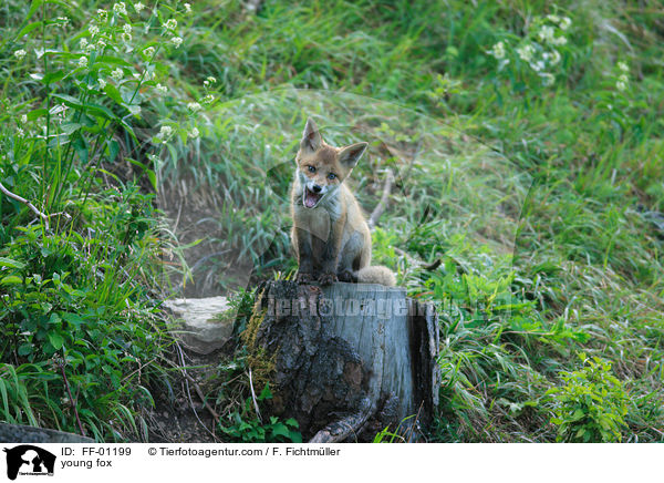 junger Fuchs / young fox / FF-01199