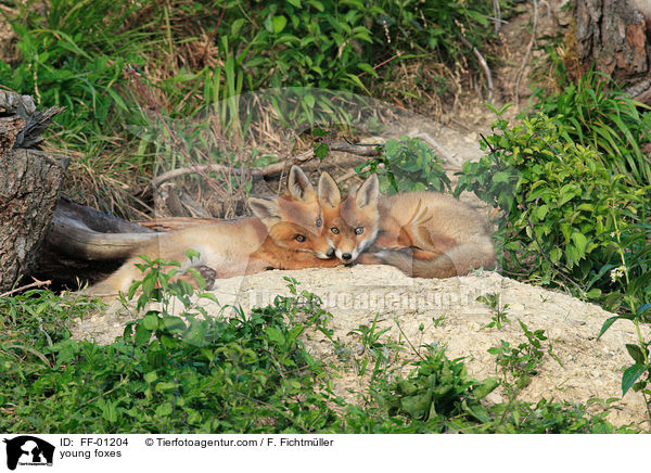 young foxes / FF-01204