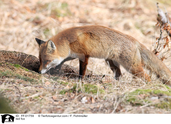 Rotfuchs / red fox / FF-01759