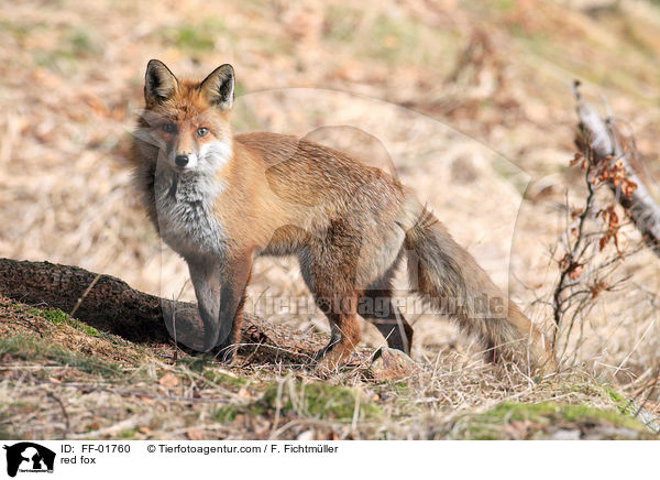 Rotfuchs / red fox / FF-01760
