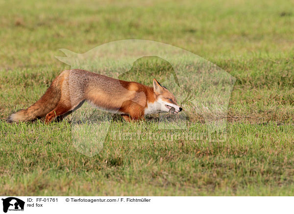 Rotfuchs / red fox / FF-01761