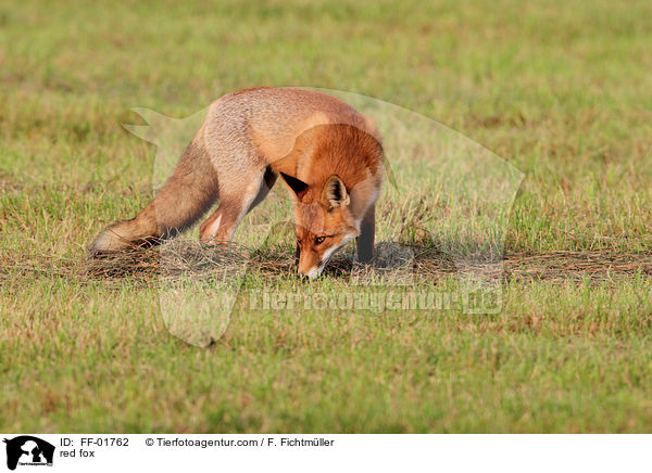 Rotfuchs / red fox / FF-01762