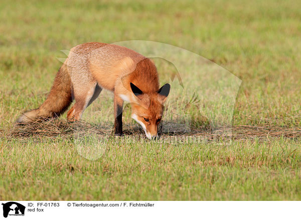 Rotfuchs / red fox / FF-01763
