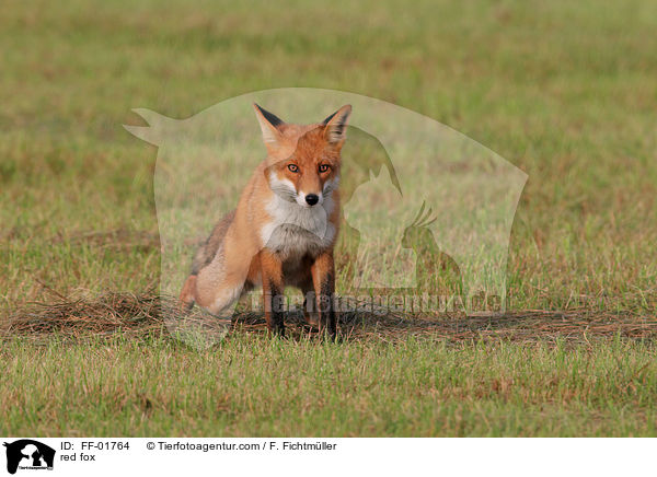 Rotfuchs / red fox / FF-01764